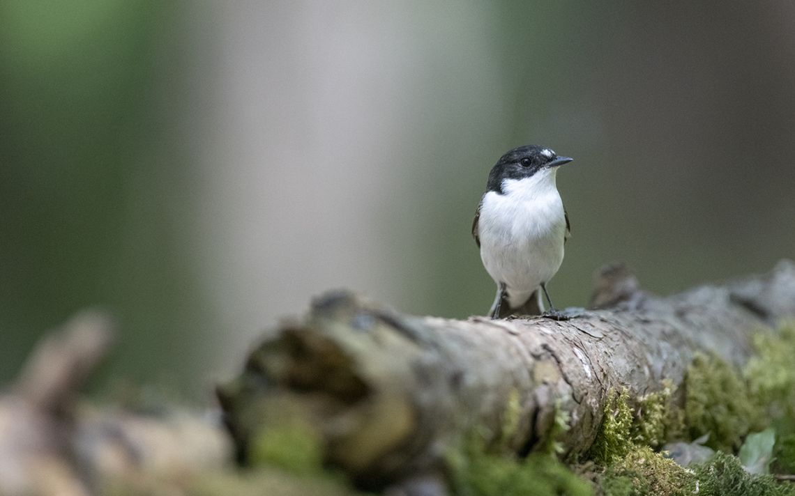 gobemouche noir