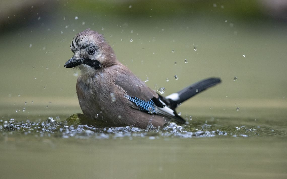 bain de boue?....