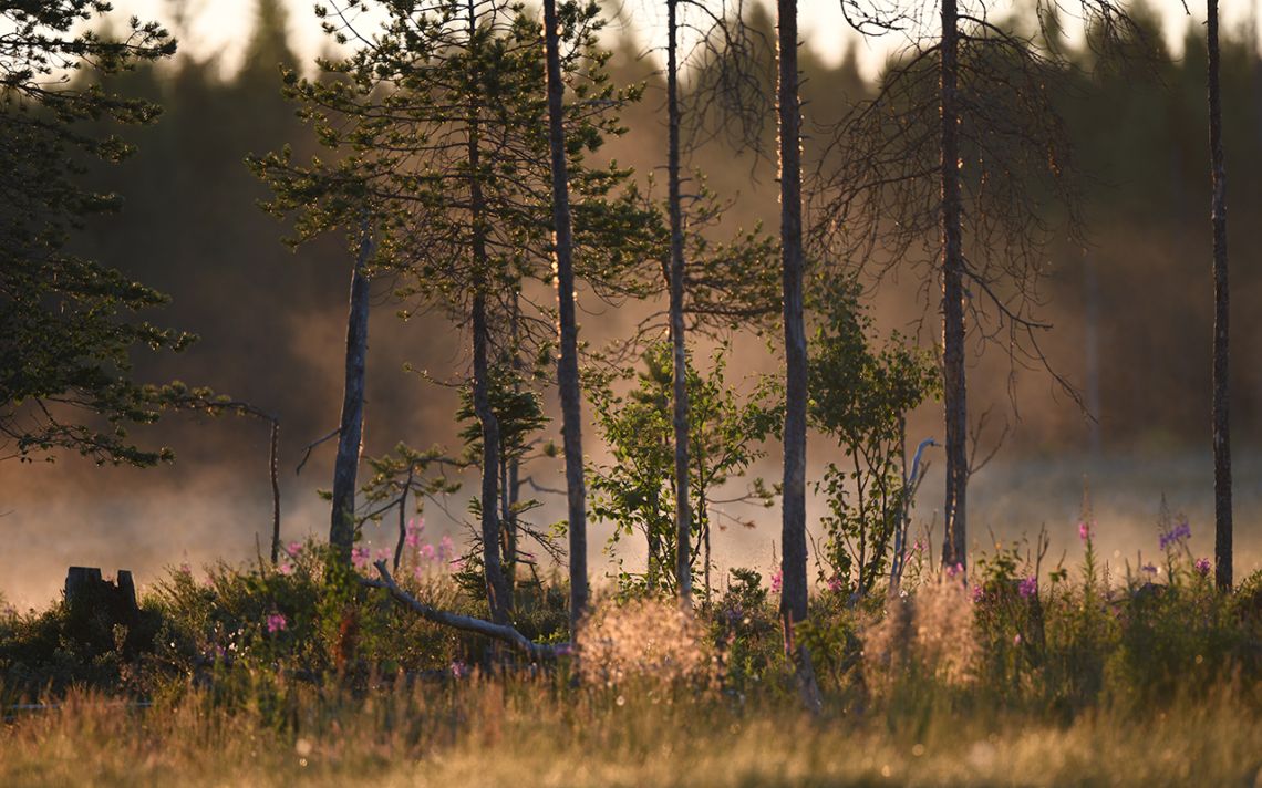 ambiance matinale Finlandaise...