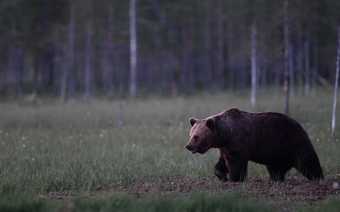 La nuit, tous les ours sont bruns...
