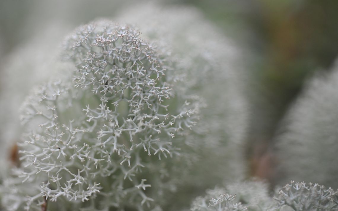 lichen en bordure tourbière...