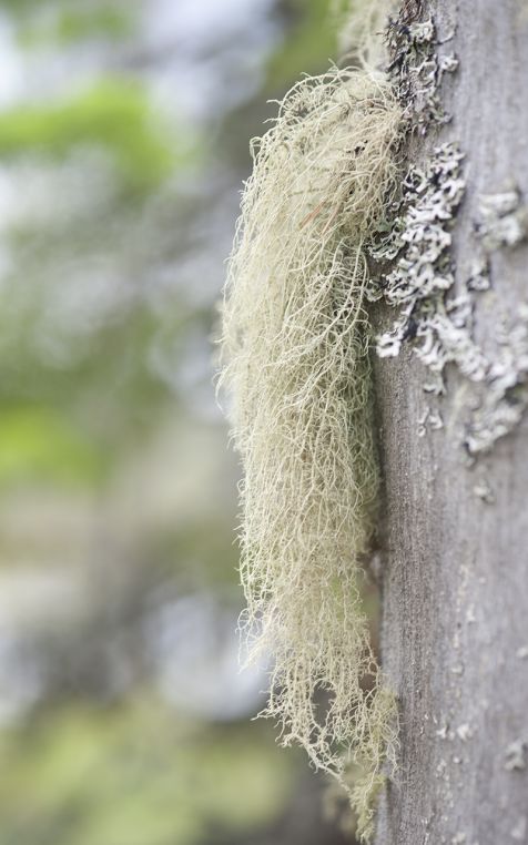 lichen toujours...
