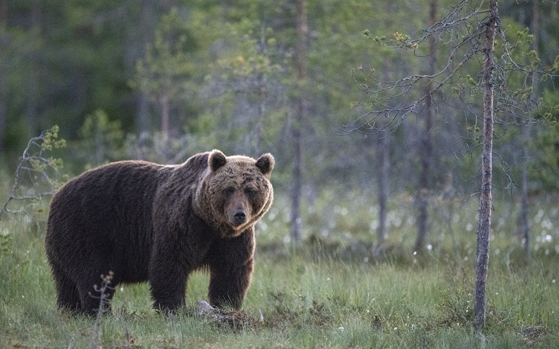 oh le beau nounours....