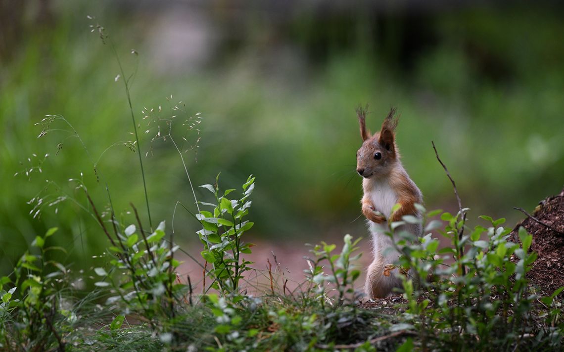 pas toujours dans les arbres...